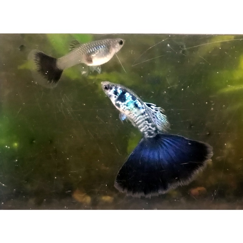 12x Galaxy Blue Tail guppy pack - FREE SHIPPING