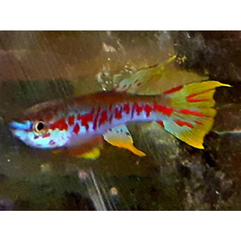 Aphyosemion louessense Kingouma RPC 78/33 25 eggs