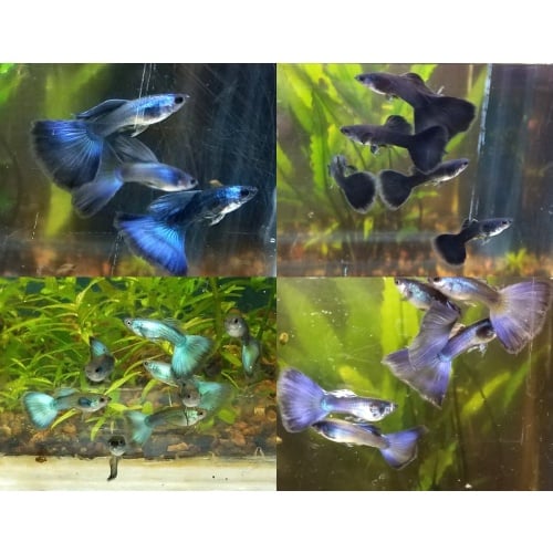 12x  Assorted Male Moscow Guppy Pack - FREE SHIPPING