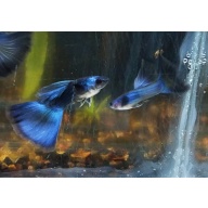 Blue Moscow male guppy - USA stock