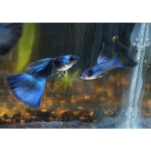 Blue Moscow male guppy - USA stock