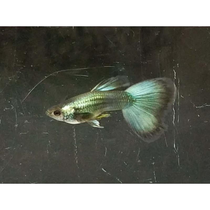 Trio Green Moscow guppies - USA stock