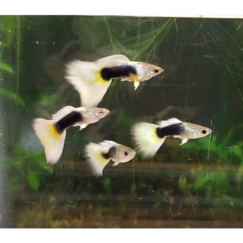 Trio Halfblack Yellow guppies - Premium grade