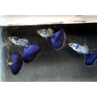 Pair Galaxy Blue Tail guppies - USA stock
