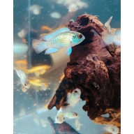 8 Electric Blue Acara