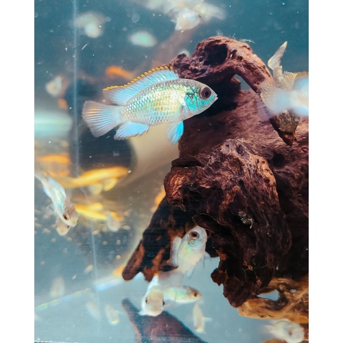 8 Electric Blue Acara