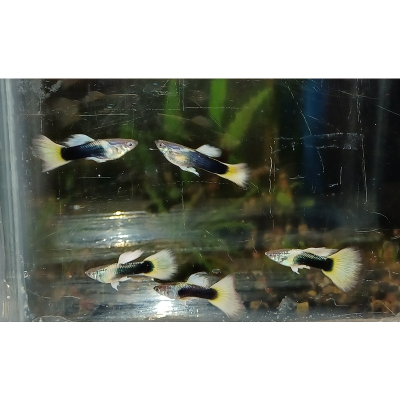12x Halfblack Yellow guppy pack - FREE SHIPPING