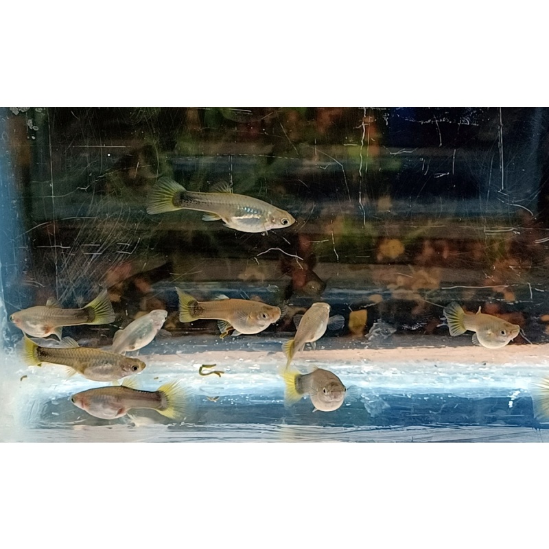 12x Halfblack Yellow guppy pack - FREE SHIPPING