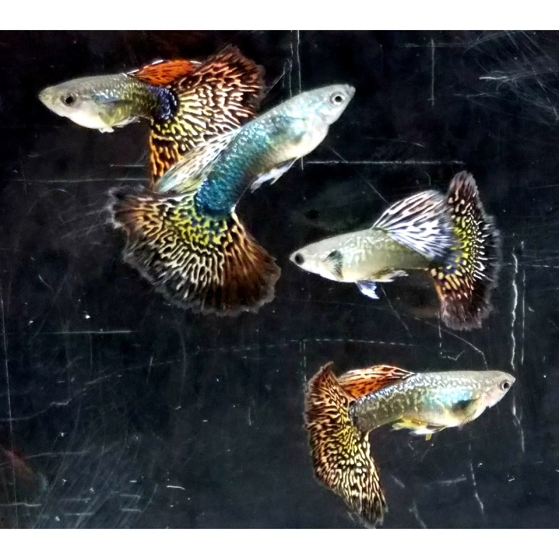 12x Snakeskin Fire Red Mosaic guppy pack - FREE SHIPPING