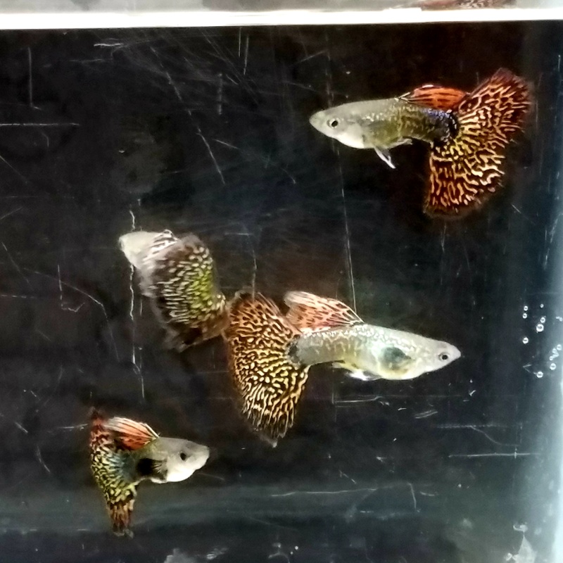 12x Snakeskin Fire Red Mosaic guppy pack - FREE SHIPPING