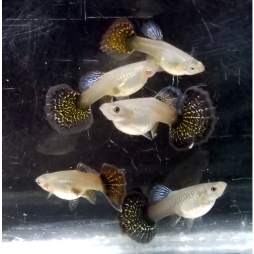 Female Snakeskin Fire Red Mosaic guppy - Premium grade