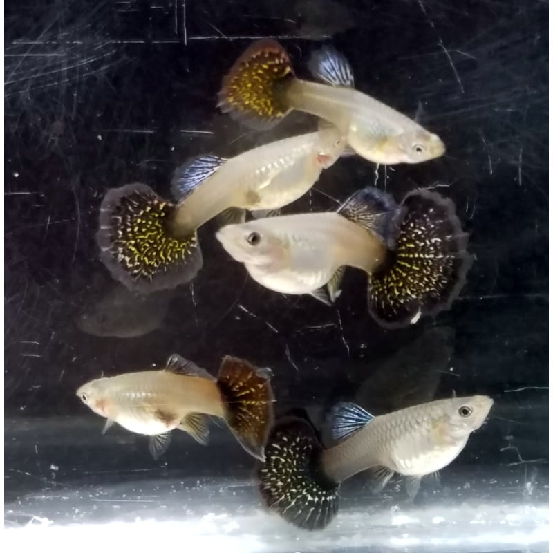 Trio Snakeskin Fire Red Mosaic guppies - Premium grade