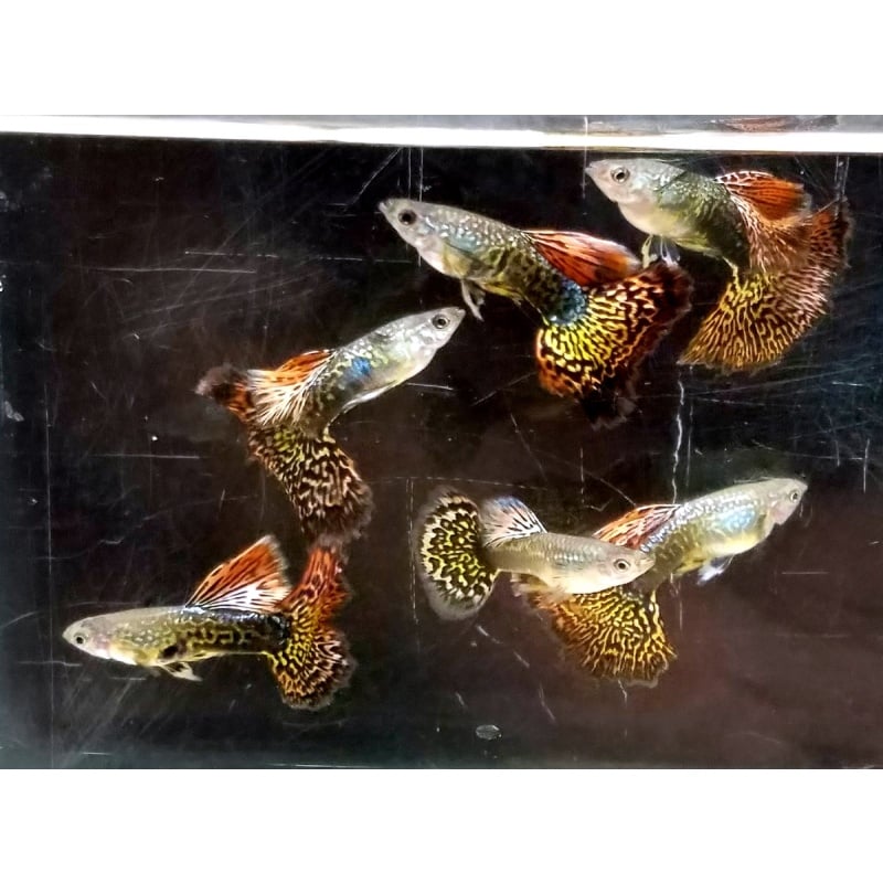 Trio Snakeskin Fire Red Mosaic guppies - Premium grade