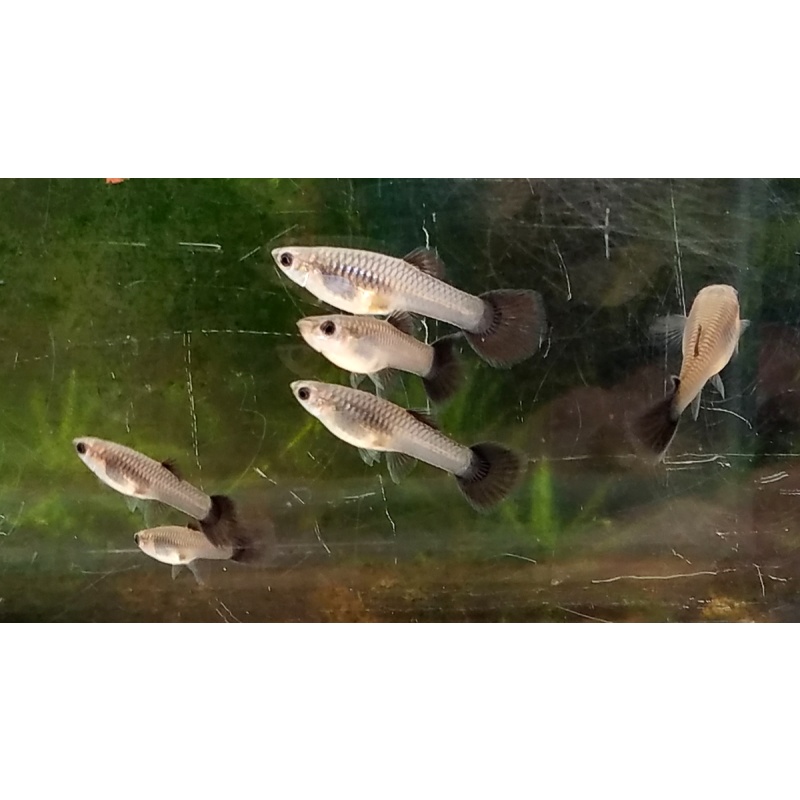 12x Metal Black Tail guppy pack - FREE SHIPPING