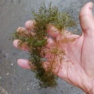 Utricularia australis 5CM cutting