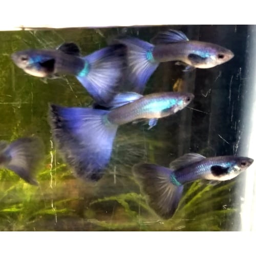 Trio  Purple Moscow guppies - Premium grade
