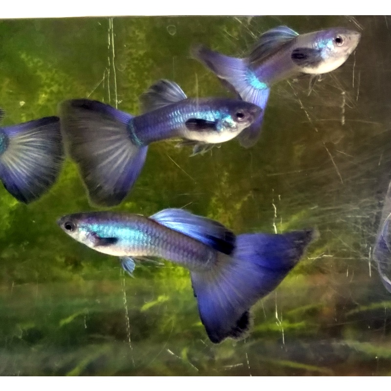 Male Purple Moscow guppy - Premium grade