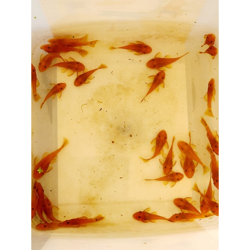 8 Super Red Pleco (unsexed)