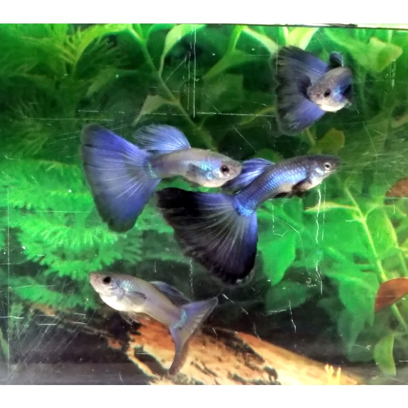 Pair Purple Moscow guppies - USA stock
