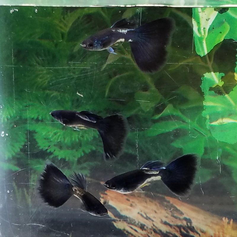 12x Metal Black Tail guppy pack - FREE SHIPPING