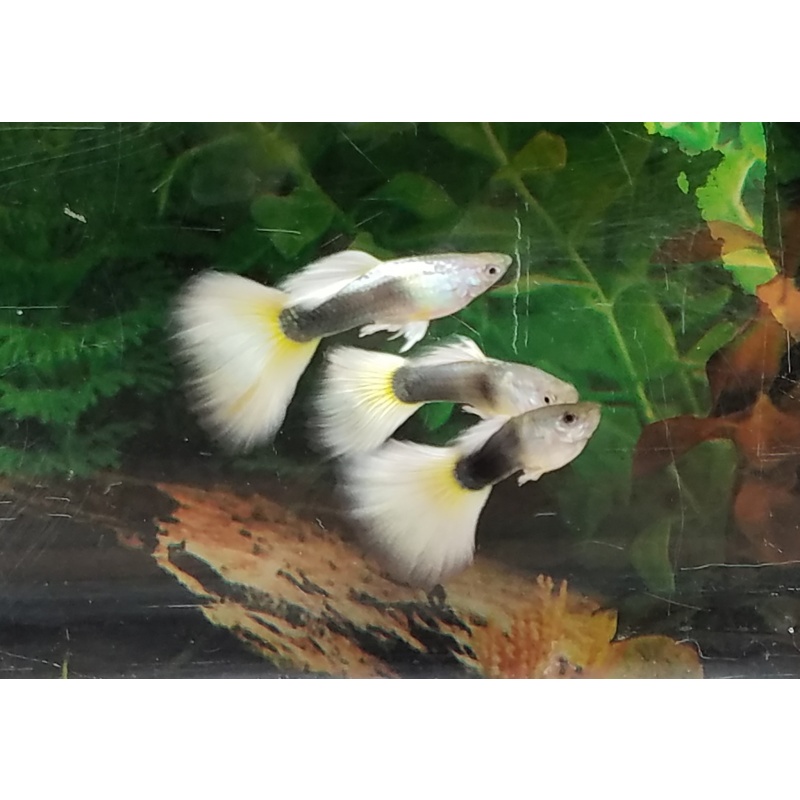 Trio Halfblack Yellow guppies - Premium grade