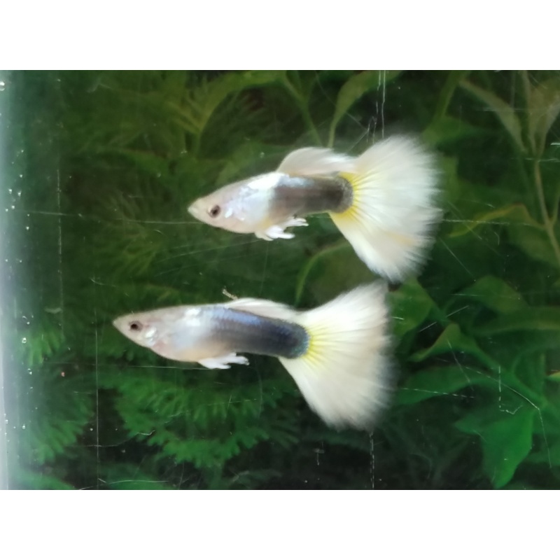 12x Halfblack Yellow guppy pack - FREE SHIPPING