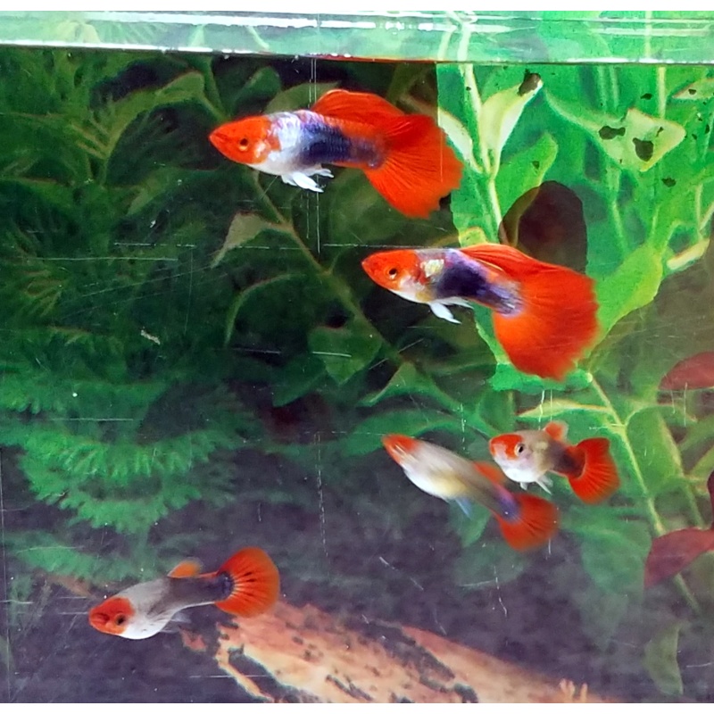 12x Tuxedo Koi guppy pack - FREE SHIPPING