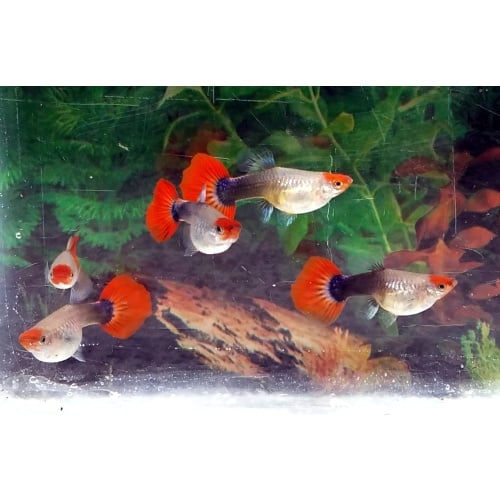 12x Tuxedo Koi guppy pack - FREE SHIPPING