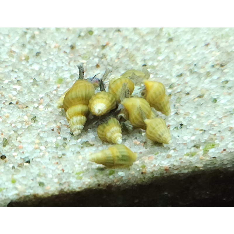 Rare Blond Assassin Snails