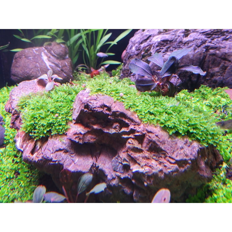Bucephalandra Moss Rare 2x1" Patch