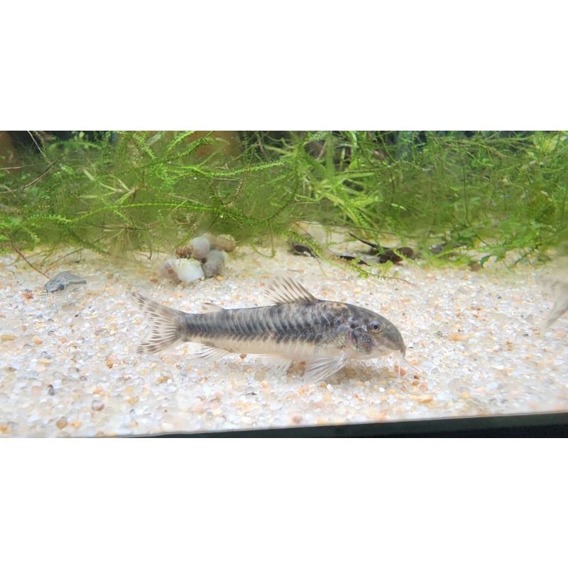 Aspidoras raimundi breeding group