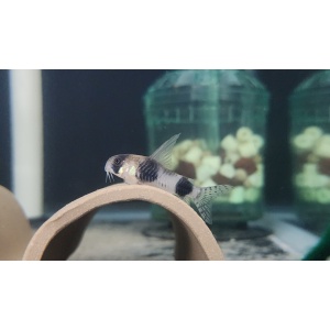 Rift to River Aquatics