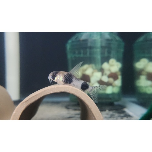 Rift to River Aquatics