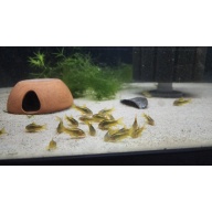 6 CW010 Gold Lasers
