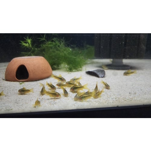 6 CW010 Gold Lasers