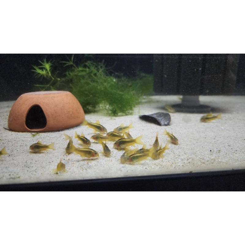 6 CW010 Gold Lasers