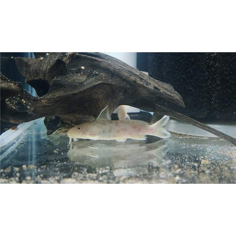 4 Albino Synodontis petricola