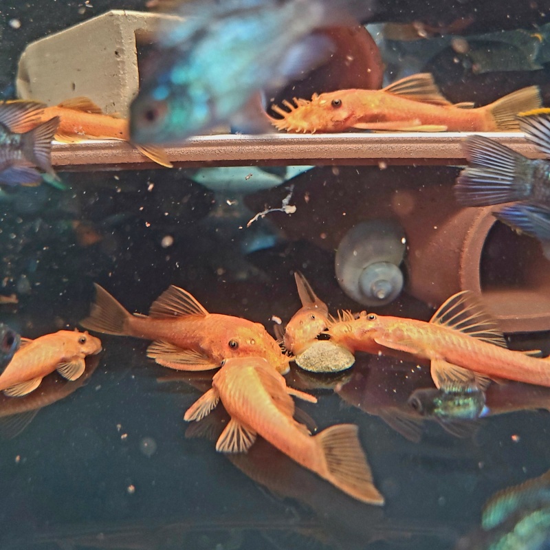 4 Super Red Pleco young proven breeder