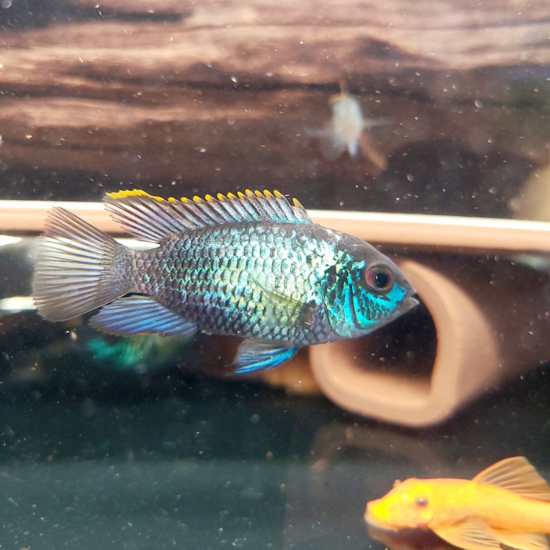 8 Electric Blue Acara