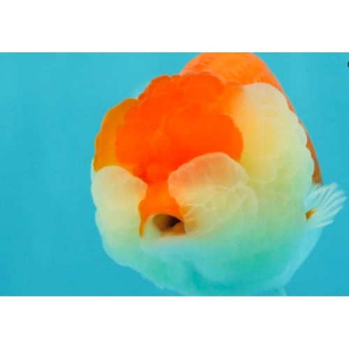 FLUFFY WEN A Grade Red White LionQueen Female 5 inches
