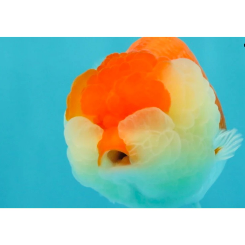 FLUFFY WEN A Grade Red White LionQueen Female 5 inches