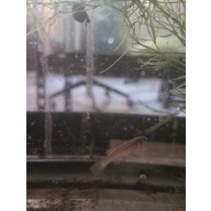 3 Adult Female Aphyosemion sp. Massemb-Loubaki RC 2016/23