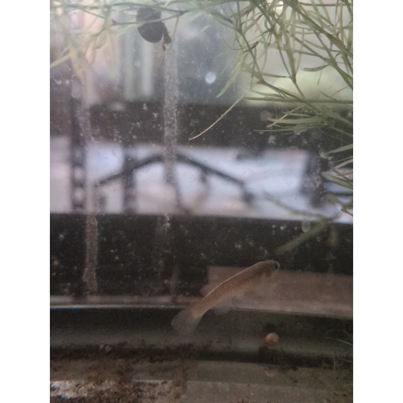 3 Adult Female Aphyosemion sp. Massemb-Loubaki RC 2016/23