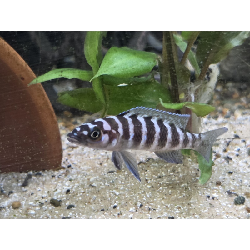 5 Neolamprologus cylindricus 'Izinga' F1