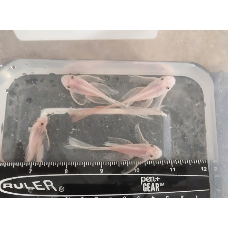 4 SNOW WHITE unsexed juvenile ancistrus LONG FIN 2. INCH PLUS