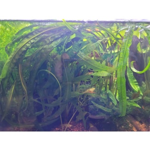 Just Plants