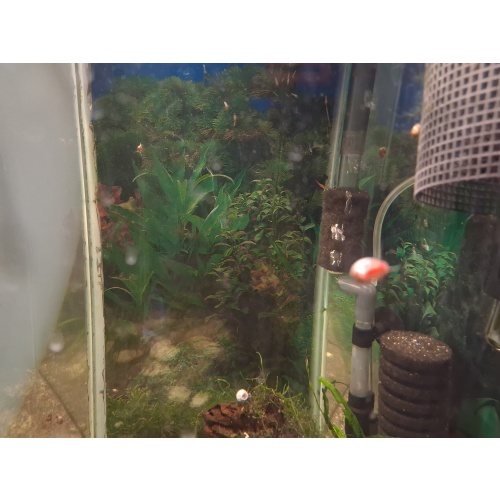 10 BRIGHT RED RAMSHORN SNAILS live- Free Shipping