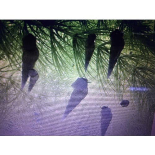 25 Malaysian trumpet snails free shipping