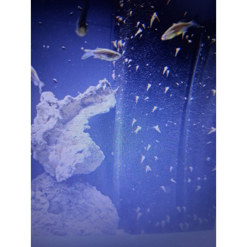 25 Malaysian trumpet snails free shipping
