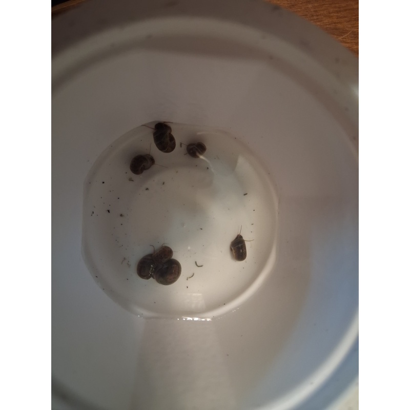 10  RAMSHORN SNAILS live- Free Shipping
